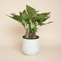 Money Tree Skyrocket HydroEase