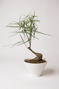 Bottle Tree Japanese Bonsai - Potted plant -  Tumbleweed Plants