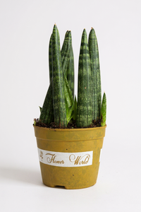 Sansevieria Crayon