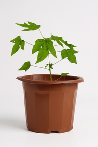 Papaya Plant Junior - Potted plant -  Tumbleweed Plants