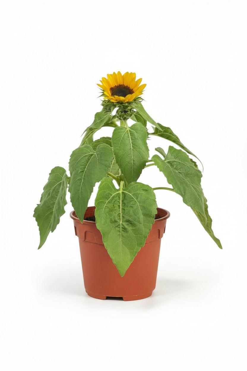 Sunflower Plant