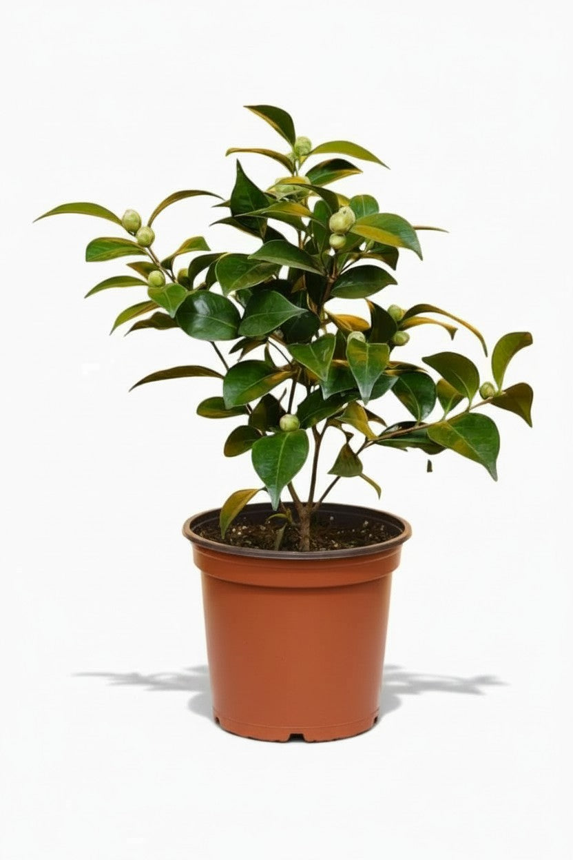 Camellia Japonica