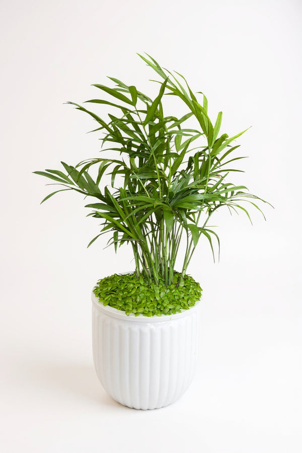java palm plant Java Palm Hydro: Self-Watering Indoor Palm