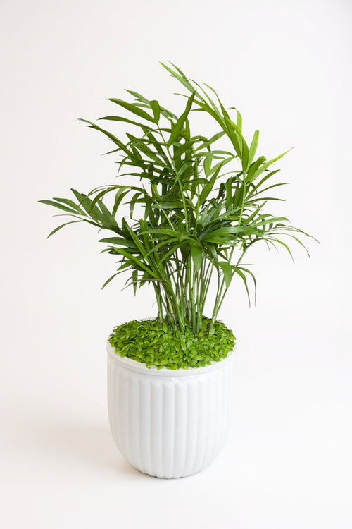 Tumbleweed Plants