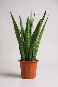 Sansevieria Zeylanica - Potted plant -  Tumbleweed Plants