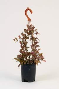 Hoya Sunrise Plant - Potted plant -  Tumbleweed Plants