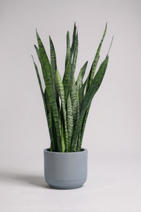 Sansevieria Zeylanica - Potted plant -  Tumbleweed Plants