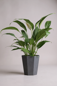 Peace Lily - Big Leaf (0.4m)