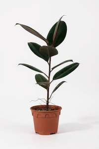 Ficus Elastica Burgundy