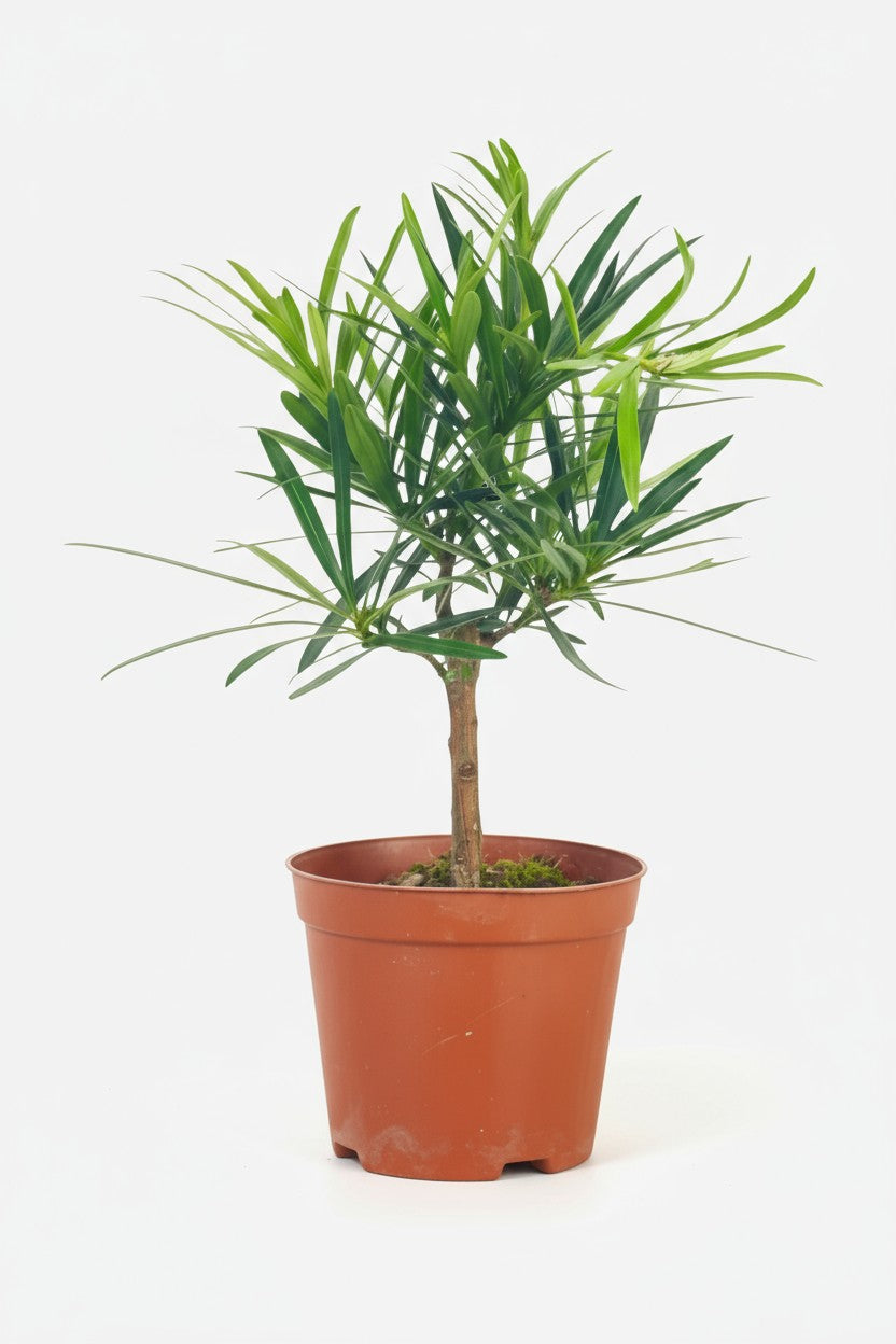 podocarpus indoor plant care Podocarpus Macrophyllus