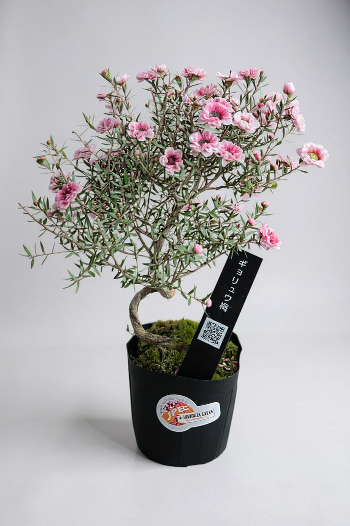 Japanese Waxflower Bonsai