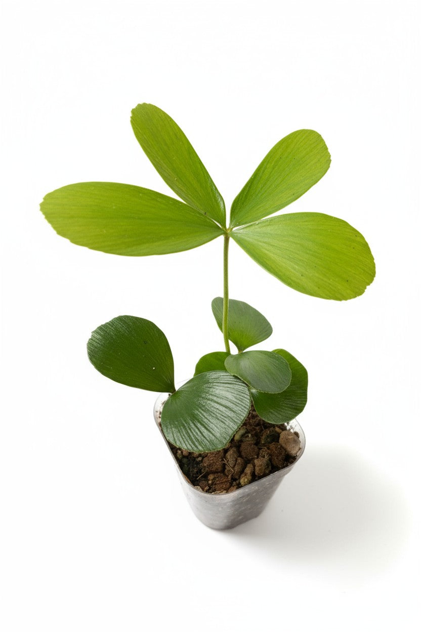 Zamia Furfuracea (Cardboard Palm)