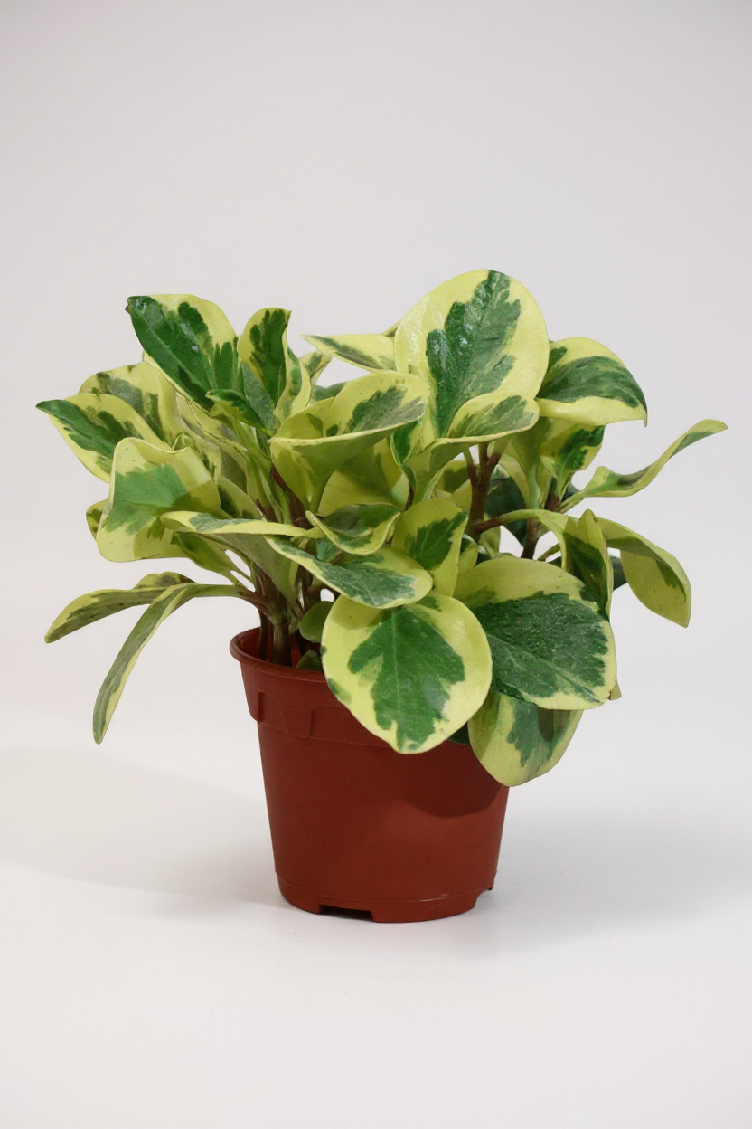Grow Pot
