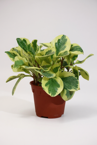 Peperomia Obtusifolia Variegated - Potted plant -  Tumbleweed Plants
