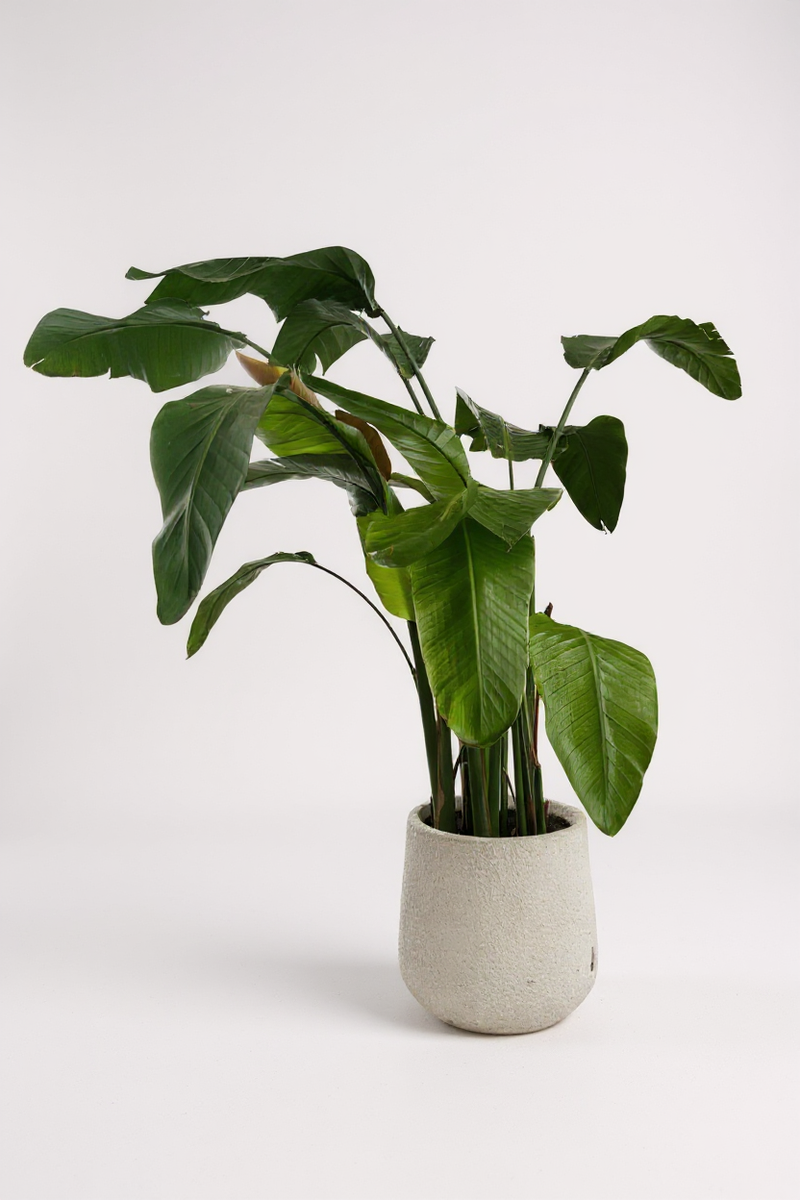 Second Chance: Vio White Pot with Plant - Second Chance -  Tumbleweed Plants
