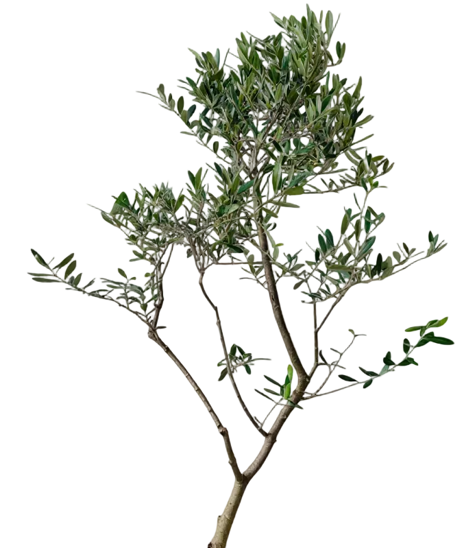 Olive Tree Tall - Japan