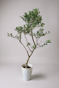 Olive Tree Tall - Japan - Potted plant -  Tumbleweed Plants