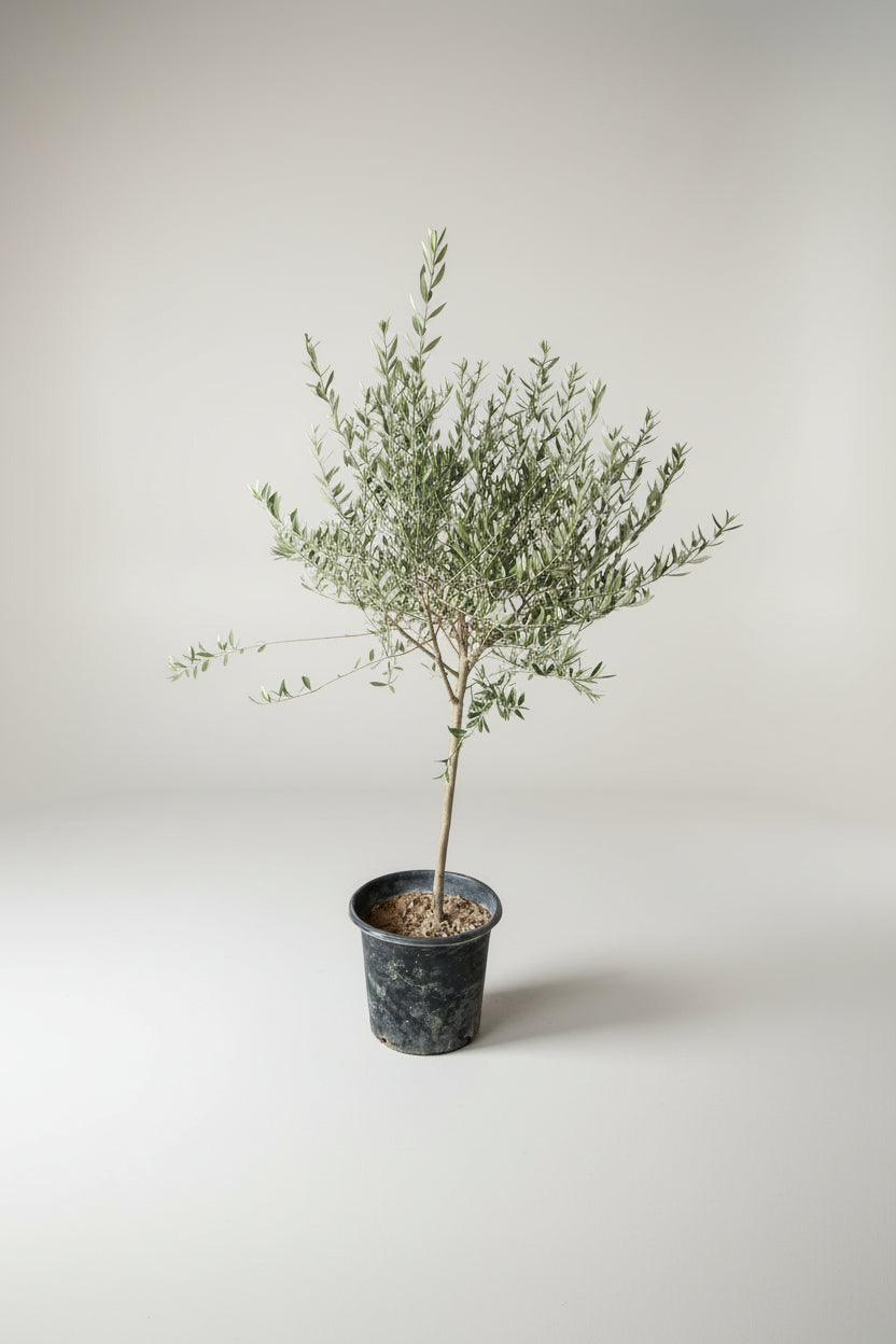 Big Olive Tree - Australia