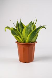 Sansevieria Trifasciata ‘Golden Hahnii’