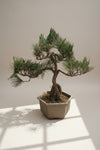 Japanese Black Pine Bonsai - Natural Growth