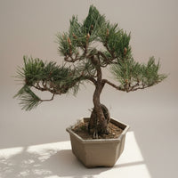 Japanese Black Pine Bonsai - Natural Growth