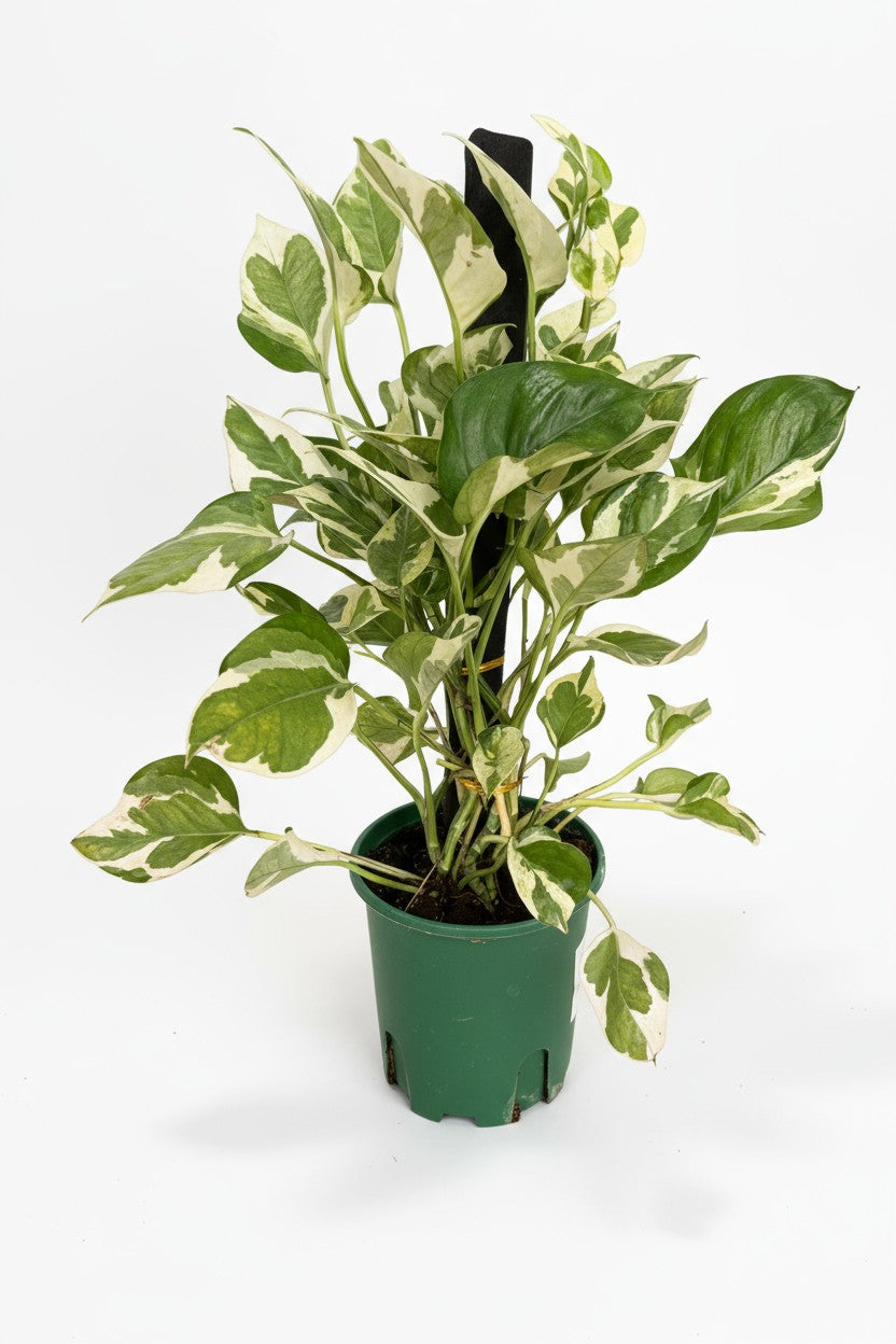 Pothos N'Joy - coco