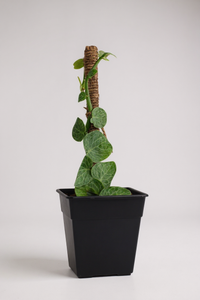 Mini Rhaphidophora Cryptantha