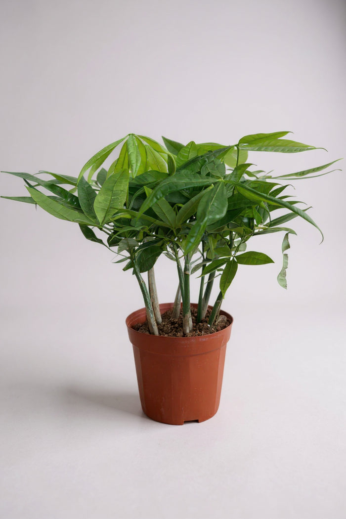 Money Tree Everluck