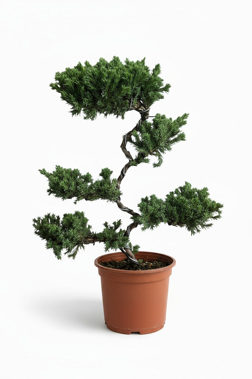 Abundance Juniper Bonsai Tree (5-tier)