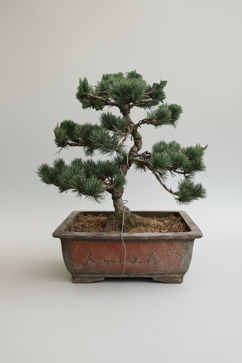 Japanese Black Pine Bonsai - Refined