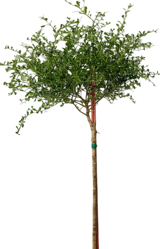 Finger Lime Tree (Australia)