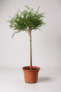 Finger Lime Tree (Australia)