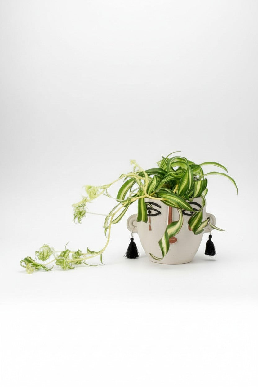 curly sue spider plant Spider Plant Bonnie
