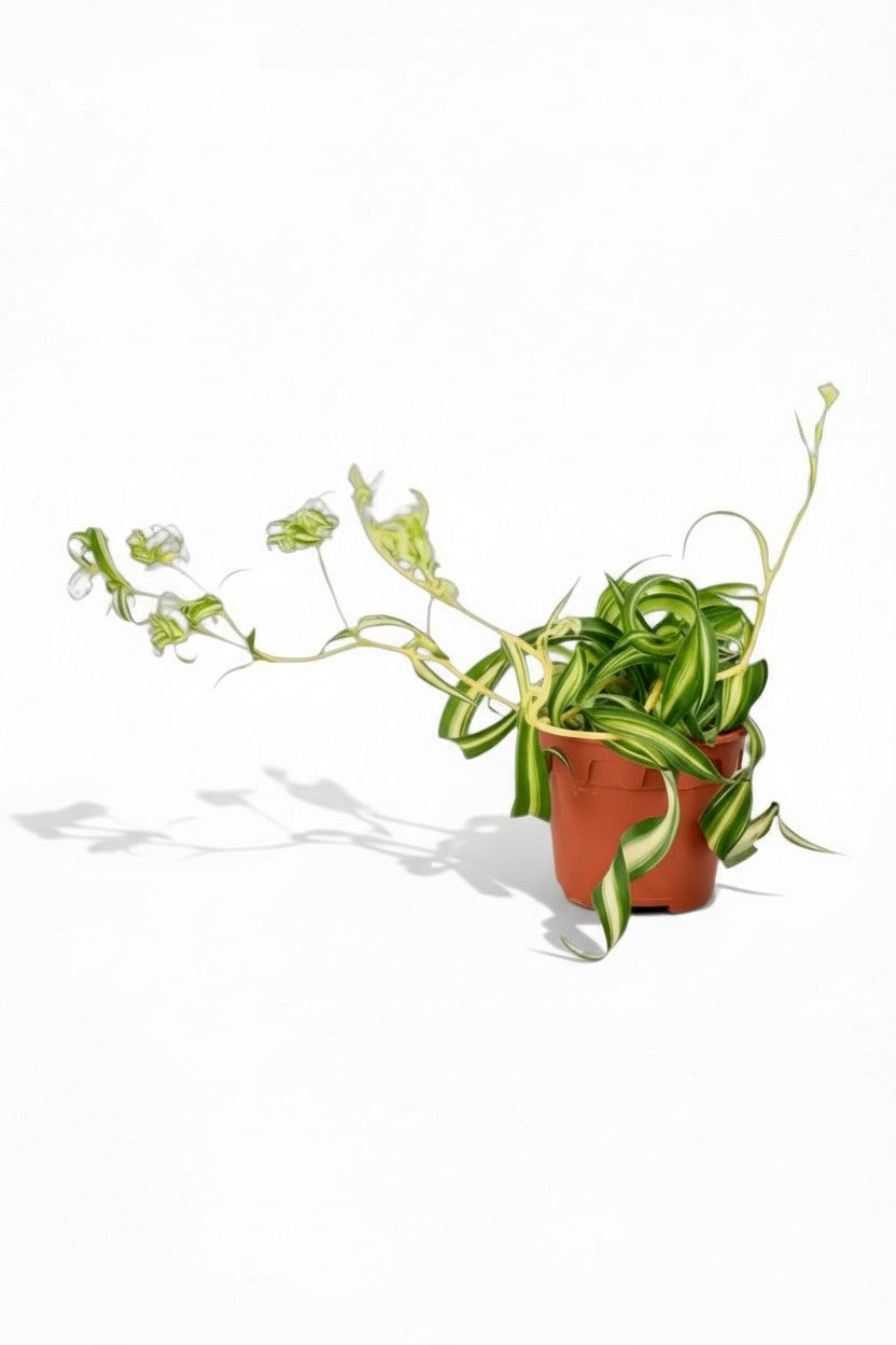 Spider Plant 'Bonnie'