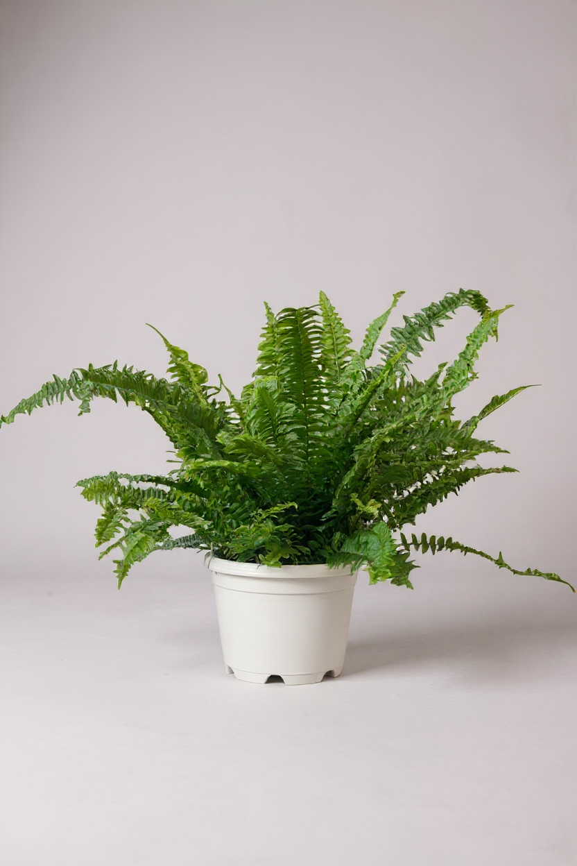 Boston Fern Plant