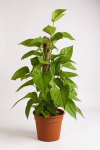 Epipremnum Money Plant (0.6m) - Potted plant -  Tumbleweed Plants