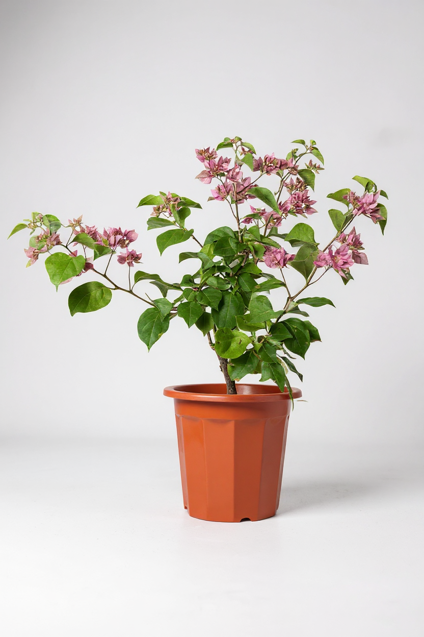 Bougainvillea - Large