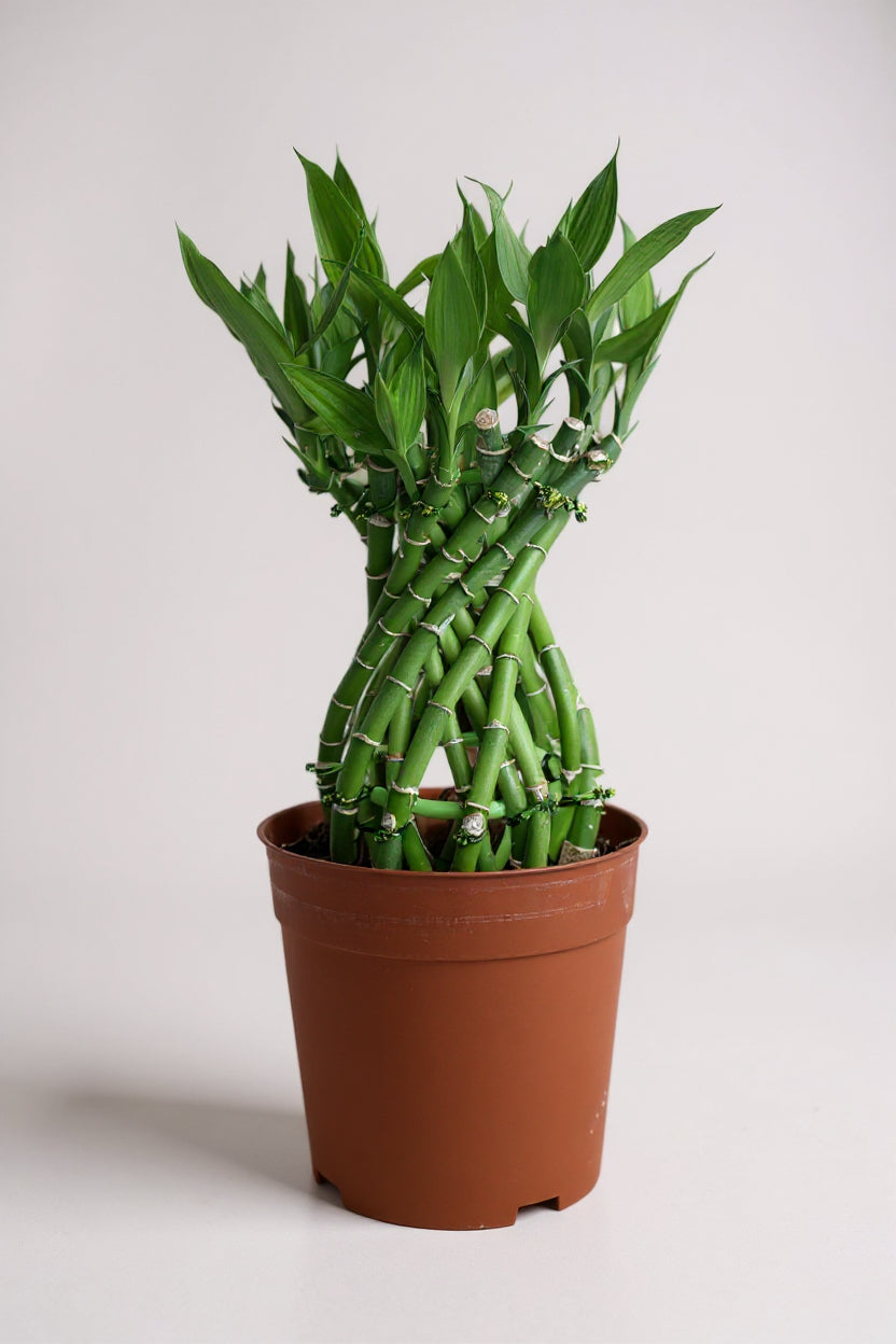 Fortune Spiral Bamboo