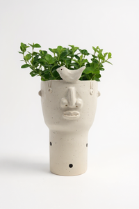 Peperomia Rotundifolia