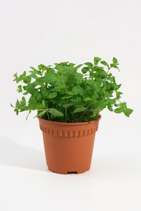 Assorted Mint Plant - Potted plant -  Tumbleweed Plants