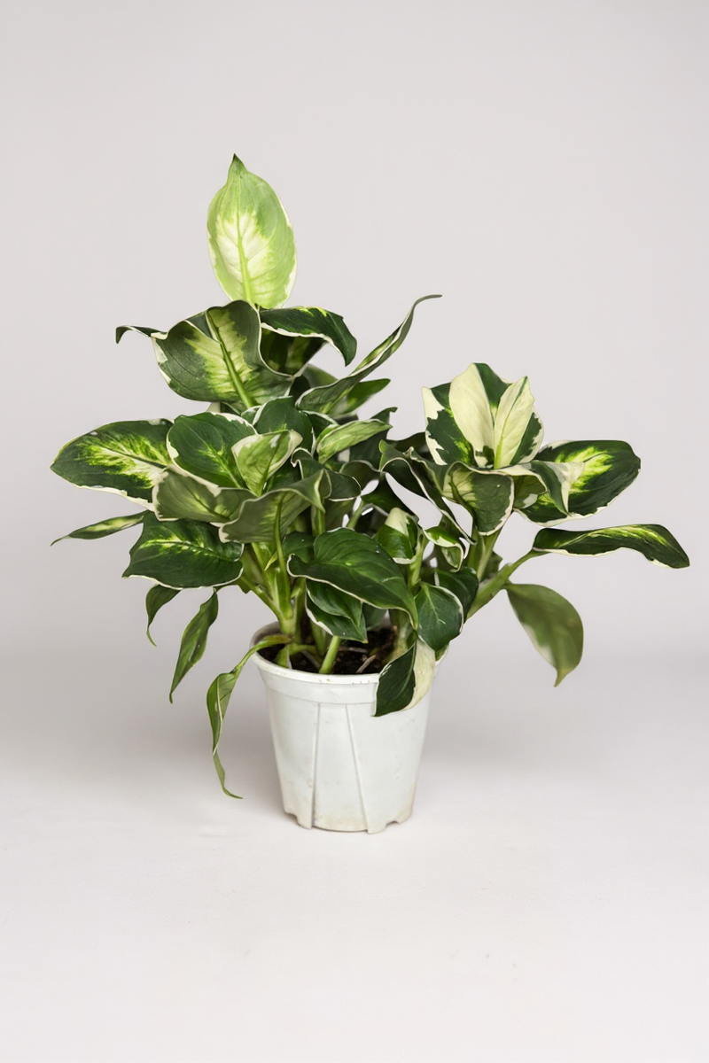 Dieffenbachia ‘Camille’ - Potted plant -  Tumbleweed Plants
