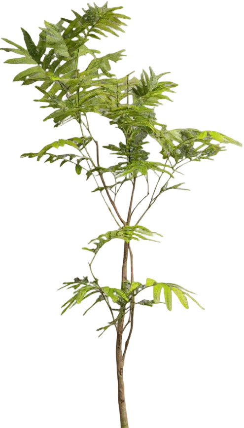 Everfresh Tree (Japan) 1.4-1.6m