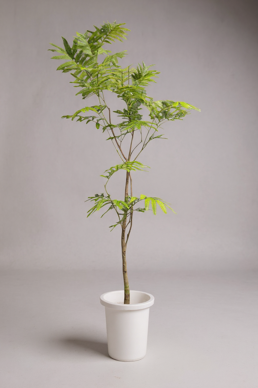 Everfresh Tree (Japan) 1.4-1.6m - Potted plant -  Tumbleweed Plants