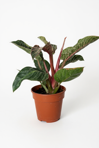 Philodendron Birkin - Pink - Potted plant -  Tumbleweed Plants
