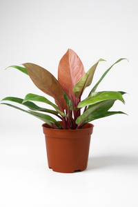 Philodendron Orange Congo