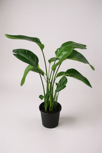 Bird of Paradise Junior (0.7m) - Potted plant -  Tumbleweed Plants