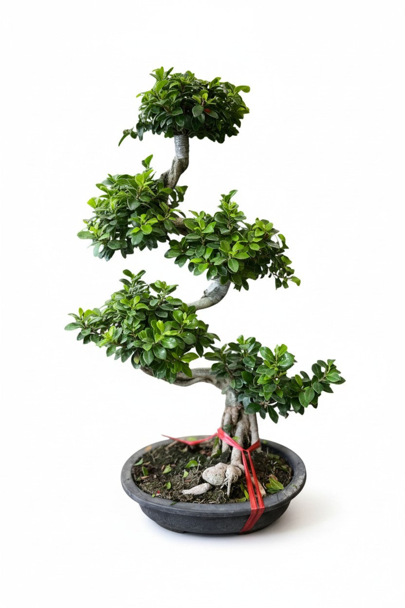 Ficus Cloud Bonsai