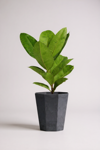 Ficus Elastica Shivereana - Potted plant -  Tumbleweed Plants