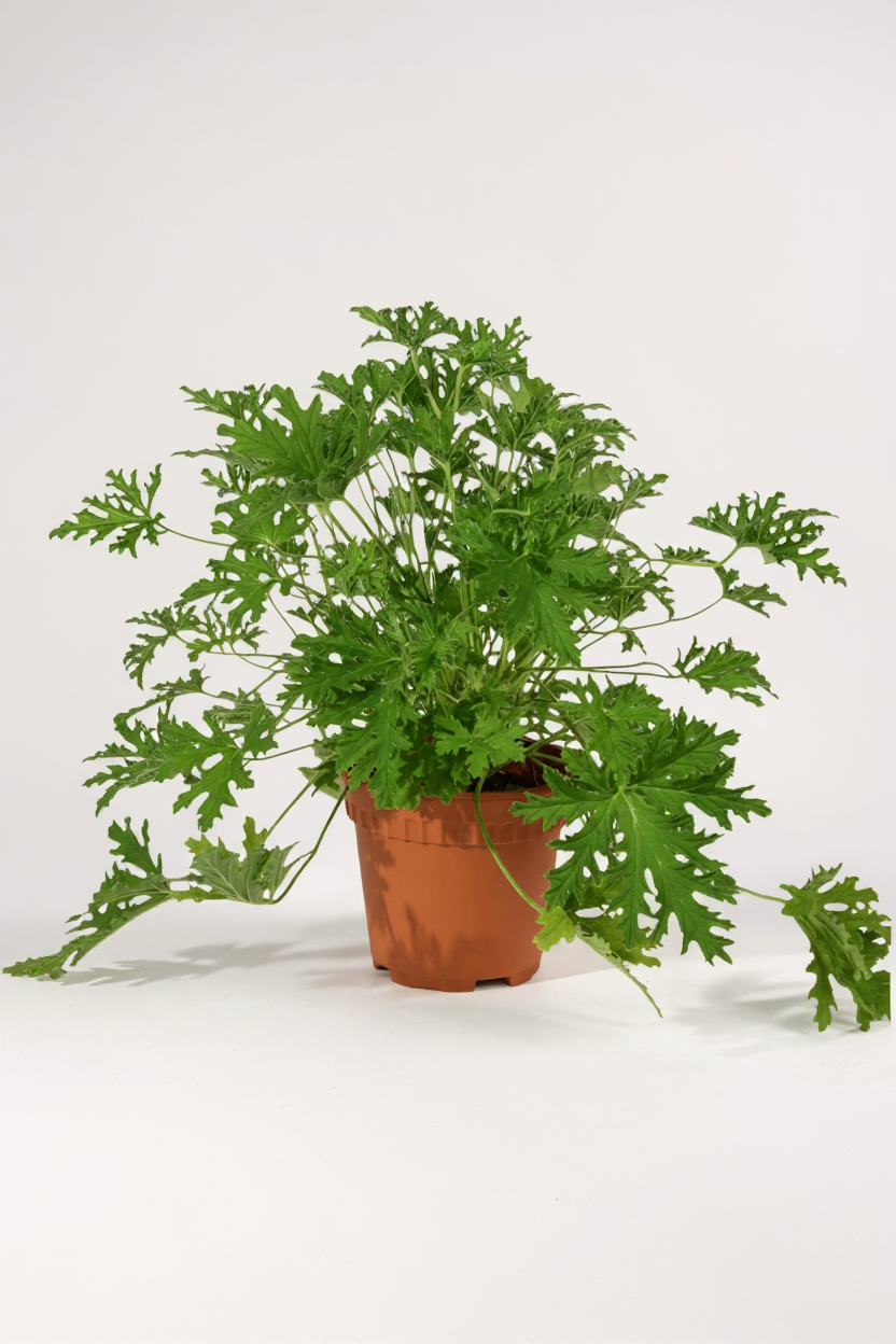 Mosquito Plant - Pelargonium Citrosum - Potted plant -  Tumbleweed Plants