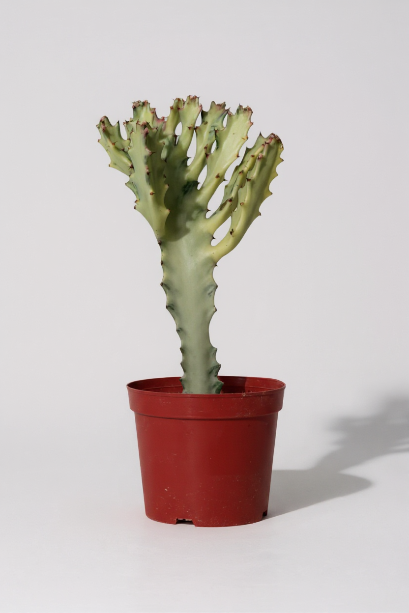 Euphorbia White Ghost - Potted plant -  Tumbleweed Plants